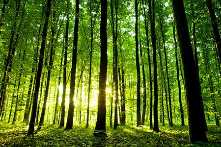 Greater, greener recovery